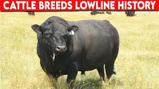 ⭕ Cattle Breeds LOWLINE History ✅ Cattle LOWLINE  Bulls LOWLINE [upl. by Yeaton]