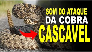 Som da Cobra Cascavel atacando Som do chocalho Rattlesnake rattle sound [upl. by Aisyat]