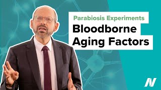 Parabiosis Experiments Prove Bloodborne Aging Factors [upl. by Linden]