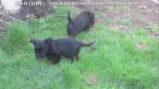 8week old Scottie Pups Outside for the First Time [upl. by Bazil]