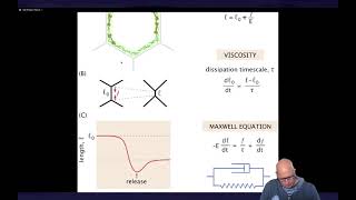 Viscoelasticity in tissues [upl. by Janella]