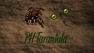 Poradnik Tibia  Tarantula Port Hope Tarantula Task [upl. by Alam]