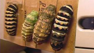 Indra Swallowtail Butterfly Metamorphosis Pupation Time Lapse Documentary V01713 [upl. by Kawai]