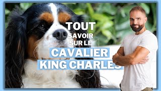 Race de chien Cavalier King Charles [upl. by Rayna]