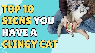 Top 10 Signs You Have A Clingy Cat [upl. by Bust]