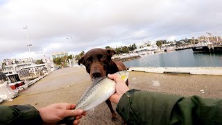 Chucking a soft plastic at Geelong waterfront fishing softplastic lure [upl. by Jenni]