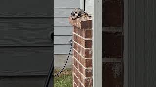 A dove built a nest on my house wildbirds wildlife birdnest birdnesfunnybird [upl. by Mattias101]