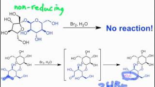 Reducing versus Nonreducing Sugars [upl. by Alleusnoc]