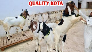 Quality Kota Goat’s Adhant At MD Goat Farm [upl. by Akahs]