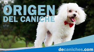 Origen del Caniche Curiosidades  De caniches 🐩 [upl. by Jaeger]