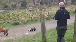 Badger Seen Chasing Dogs and People in Broad Daylight at UK Woods [upl. by Asim]