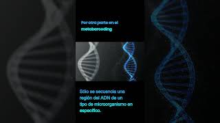 METAGENOMA vs METABARCODING microbiome biologiamolecular bioinformática microbiologia ngs [upl. by Aihtnamas988]