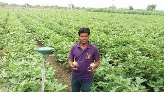 BANANA HOUSE वांगी लागवड माहिती  shoot and fruit borer in brinjal वांगी  Sandip Jadhav Patil [upl. by Cliff]