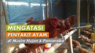 Mengatasi Penyakit Snot CRD Ngorok dan Gejala Tetelo pada Ayam [upl. by Ahsauqram]