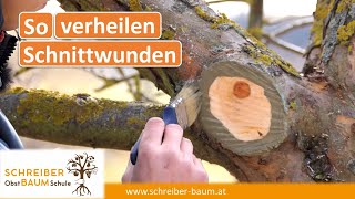 Wundverschluss beim Obstbaumschnitt richtig anwenden  Alle wichtigen Tipps in einem Video [upl. by Olivette]