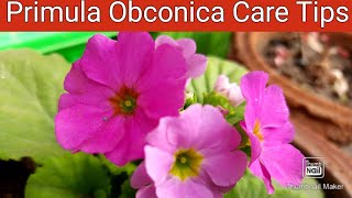 Primula Obconica Care Tips  How to Grow and Care Primula Obconica  Primrose Obconica [upl. by Egroj795]