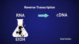 Should You Dilute cDNA for Realtime PCR  Ask TaqMan® Ep 11 by Life Technologies [upl. by Dranrev]