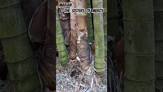 XXL Dendrocalamus latiflorus at Mt Coottha garden Brisbane Australia thesistersofmercy ukmusic [upl. by Solraced]