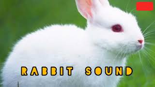 Rabbit SoundBunyi Arnab audio [upl. by Lipfert936]