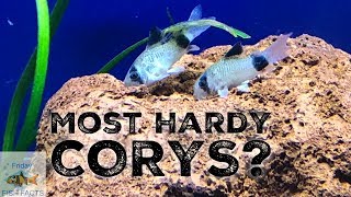 THE MOST HARDY CORYDORAS [upl. by Ellinehc]