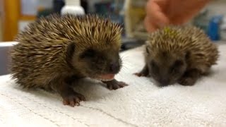 Adorable Sneezing Hedgehogs [upl. by Karlise]