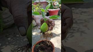 How to grow pear tree from pear fruitGrowing pear tree from pear fruitpear growing tipsshortpear [upl. by Mulford]