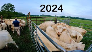 Working Charolais Cattle in 2024 [upl. by Lam]