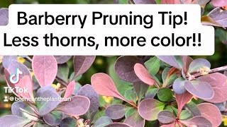 Barberry shrub pruning try this next time [upl. by Rifkin]