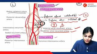 Elbow Anastomosis  Human Anatomy lecture  Xoom Academy [upl. by Airdnazxela414]