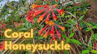 Coral honeysuckle  Lonicera sempervirens  Texas Gulf Coast Zone 9b hummingbird nativeplants [upl. by Alyakem649]