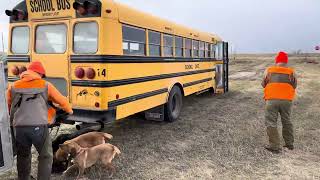 2023 South Dakota Pheasant Hunt [upl. by Francklin623]