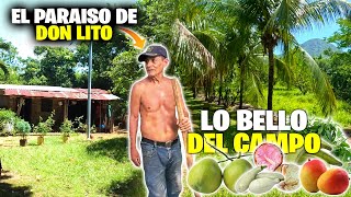 🚨La FINCA de DON LITO🏡 Nos Vende de Toda FRUTA de Temporada🥑🥥quotAnonas Mangos🍋🥭 [upl. by Ybbob]