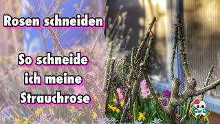 Rosen schneiden Frühjahr  Strauchrose  So schneide ich meine Rosen [upl. by Nangem423]