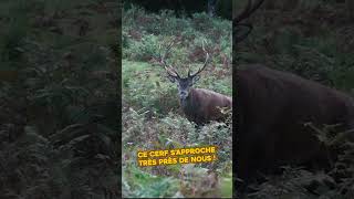 Cest aussi et surtout pour ces momentslà quon aime la chasse  😱🦌 chassecerf chassebrame [upl. by Eilahs]