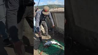 Big salmon pacifica pier [upl. by Sakram939]