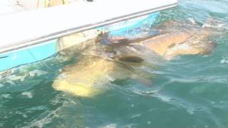 Fish Goliath Grouper Awesome Chew On This Fishing Show [upl. by Camile]