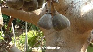 Health benefits of Athi  Ficus racemosa [upl. by Alliber]