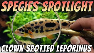 Clown Spotted Leporinus  Leporinus nijsseni  Freshwater Fish Room Tour Aquarium Profile [upl. by Enwad]