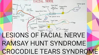 FACIAL NERVE CLINICAL ANATOMY [upl. by Ahseenak746]