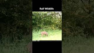 Muntjac Doe Sept shorts wildlife animals nature deer fauna zwierzęta trailcam video uk [upl. by Whitehouse]