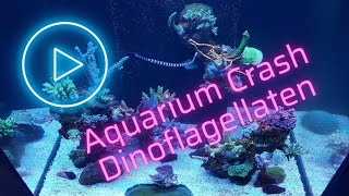 Aquarium Crash durch Dinoflagellaten  Ein Erfahrungsbericht [upl. by Nnylear373]