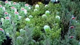 Perennial Edibles for Early Season Gardening and Eating [upl. by Nodnas]