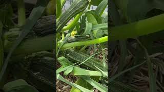 This Zucchini Variety Is AMAZING [upl. by Cyrille]