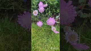 My secret garden quest 398 scabiosa pincushion flowers [upl. by Ecinaj]