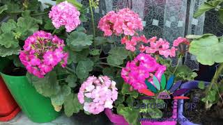 How to plant pelargonium zonale from seeds [upl. by Lauree]