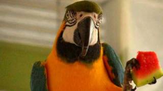 Hilarious Macaw Talking [upl. by Mary]