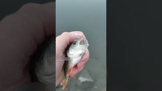 Perch Fishing for perch Fishing for predatory fish Spinning fishing [upl. by Aniad]