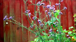 How to Grow Verbena from Last Years Flower Seeds [upl. by Lord]