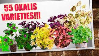 55 Rare Oxalis Triangularis Varieties  HERB STORIES [upl. by Bucher]