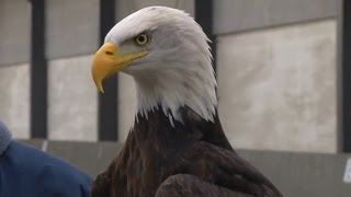 Watch These Trained Eagles Take Down Drones Flying in The Air [upl. by Sirtimid]